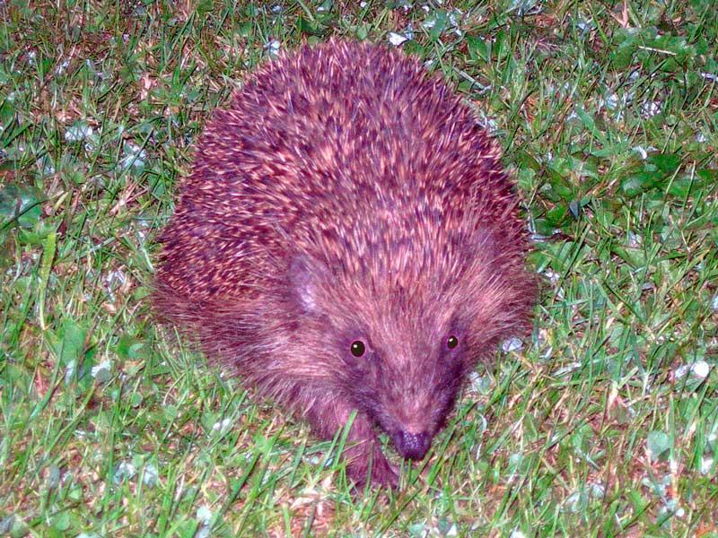 Hedgehog